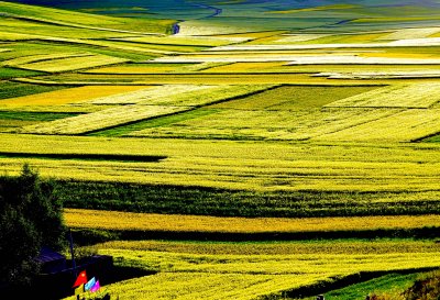 rapeseed_flowers_in_menyuan