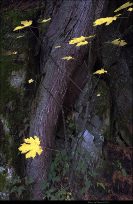 Autumn Leaves Northwest