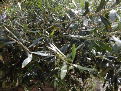 DSCN0325.JPG