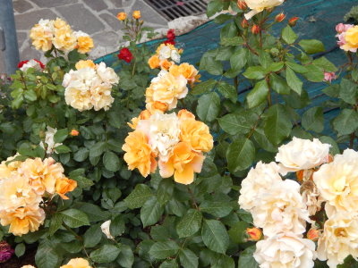 DSCN0418.JPG