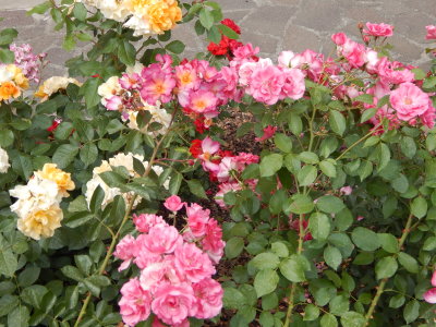 DSCN0419.JPG