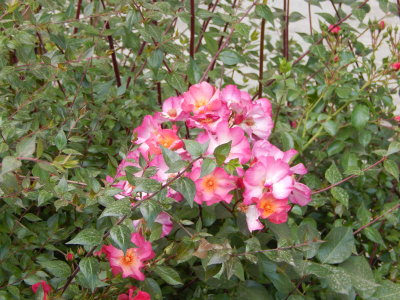 DSCN0420.JPG