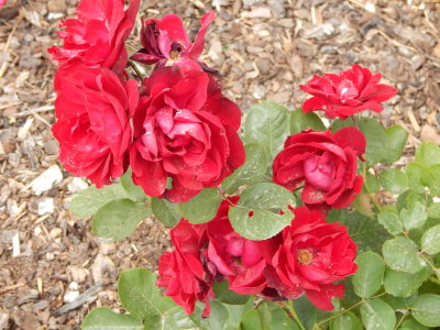 DSCN0421.JPG