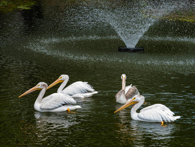 Pelicans four, enjoying the fountain spray...