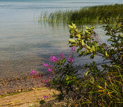 Wildflowers by the Lake