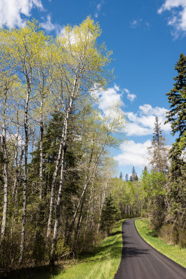 Aspens in Early Spring