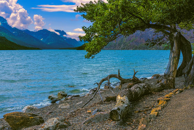 Driftwood by the Lake