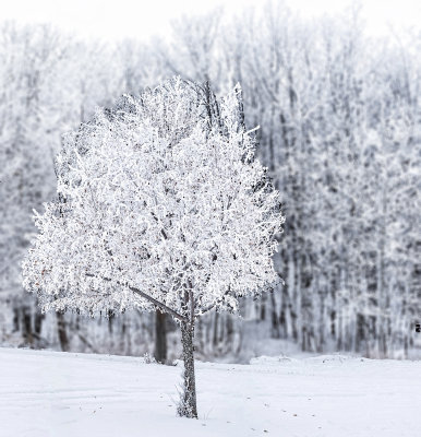 White as white can be...