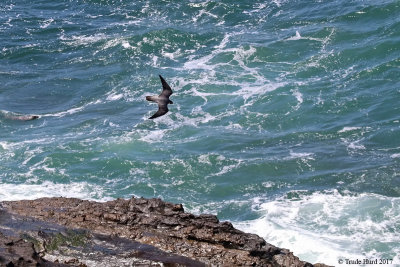 Peregrine Falcons nest off Palos Verdes, CA
