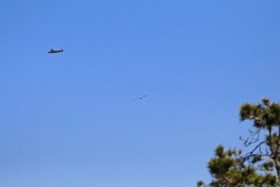 What's that flying with the peregrine?