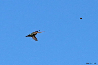 Anna's Hummingbird chases insects but this one too big