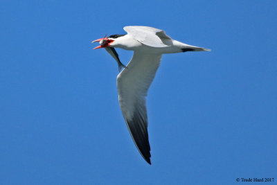 Caspian Tern caught a fish