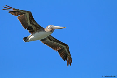Brown Pelican 