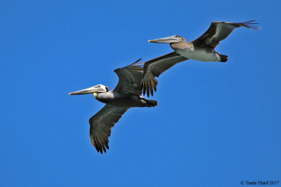 Brown pelican adult (white head) and sub-adult
