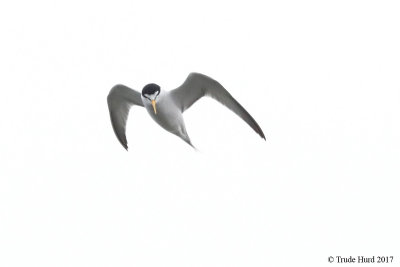 Least Tern 