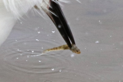 Snowy Egret caught fish (sculpin or blenny)