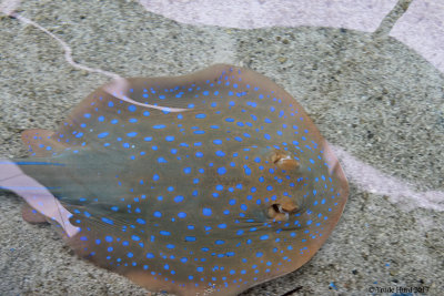 Blue-spotted Ray 