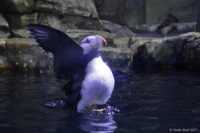 Horned Puffin stretching
