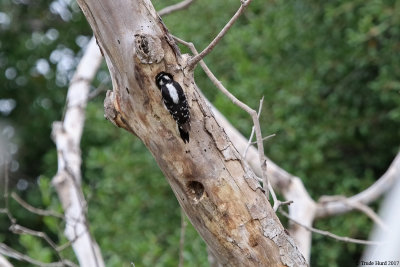 Downy Woodpecker at nest