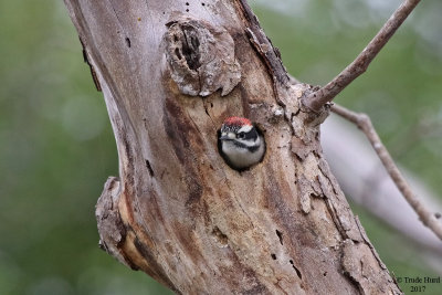 Downy Woodpecker, male chick