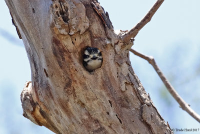Downy Woodpecker, female chick