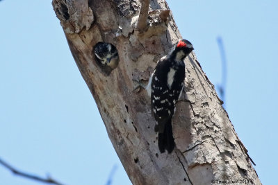 Downy Woodpecker male feeds female chick