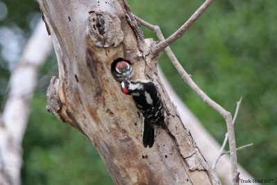 Downy Woodpecker male feeds male chick