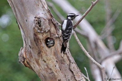 Downy Woodpecker female feeds male chick