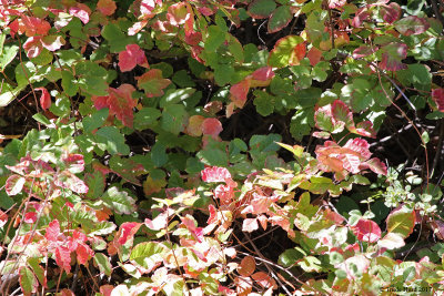 Poison oak changing colors