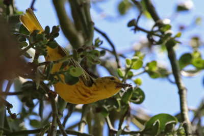 Yellow Warbler catches prey in mistletoe