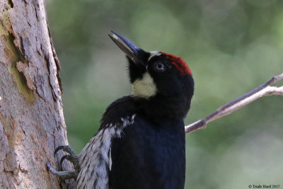 Acorn Woodpecker catches prey under sycamore bark