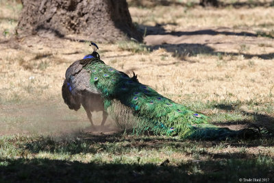 Peacock stood up and shook off dirt
