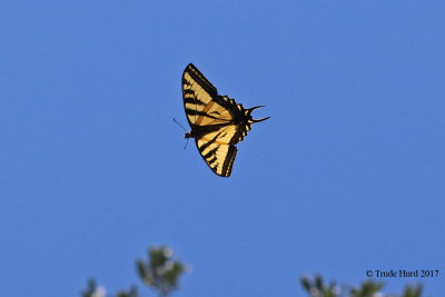 Western Tiger Swallowtail in flight 