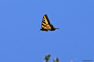 Western Tiger Swallowtail in flight
