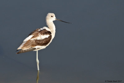 American Avocet  
