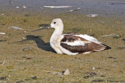 American Avocet