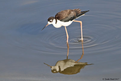 Black-necked Stilt juvenile, reflection
