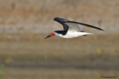 Black Skimmer  