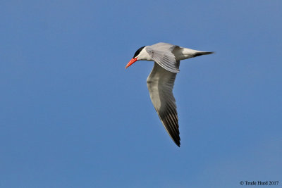 Caspian Tern, largest of tern family