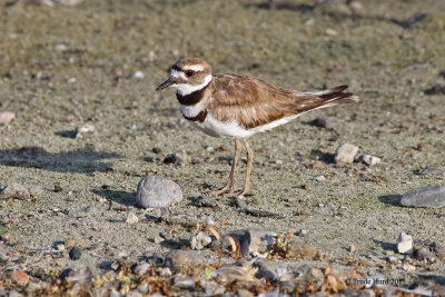 Killdeer