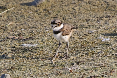 Killdeer chick has only one chest band (don't confuse with Semipalmated Plover)