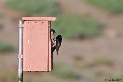 Other chicks at the marsh include Tree Swallow