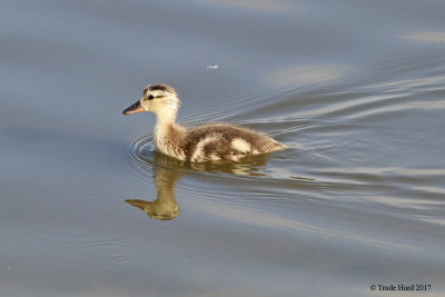 Mallard duckling