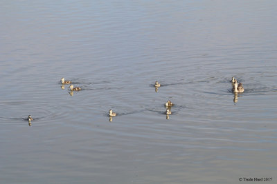 Count how many ducklings!
