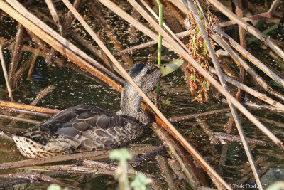 Mallard eating bulrush seeds