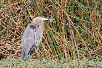 Great Blue Heron says: I'm not budging
