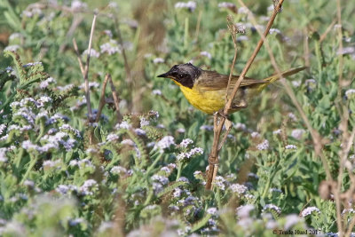 Common Yellowthroat says: I'm molting feathers