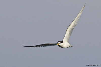 California Least Tern