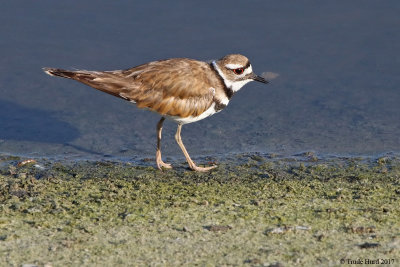 Killdeer adult