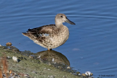 Blue-winged Teal, male